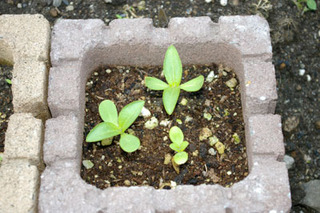 20170517-04.jpg