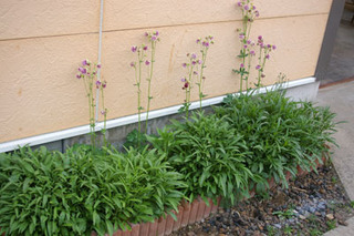 20170522-09.jpg