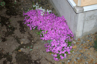 20180515-02.jpg