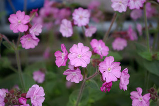 20180523-02.jpg