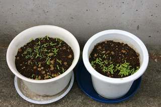 20180610-02.jpg